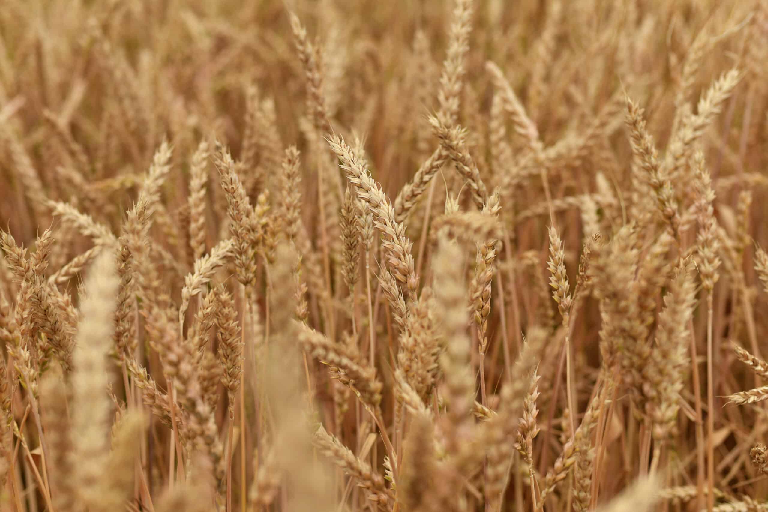 spikelet-of-wheat-growing