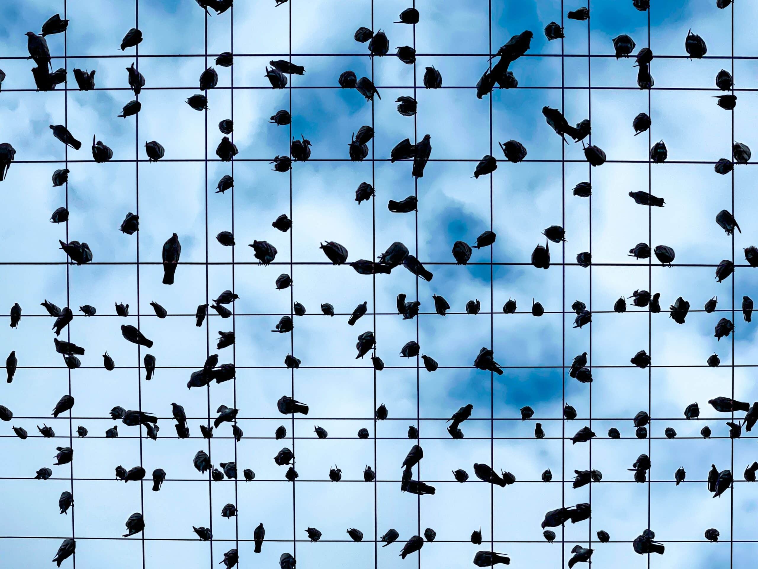 flock-of-pigeons-and-crows