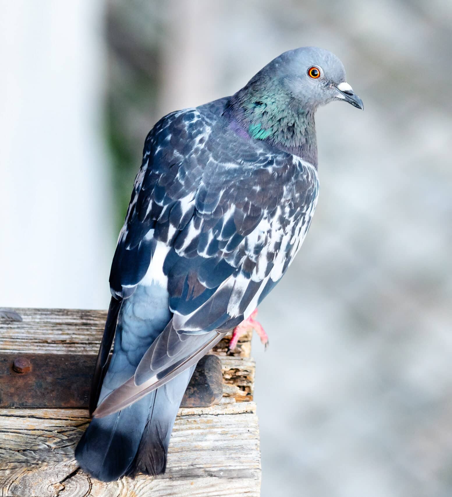 pigeon-sitting-on-wooden
