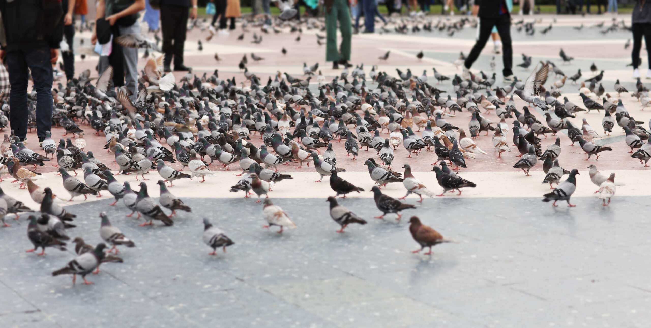 pigeons-on-katalania